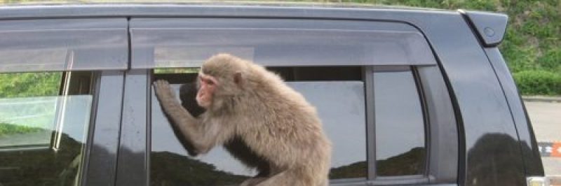 monkey trying to get into a car