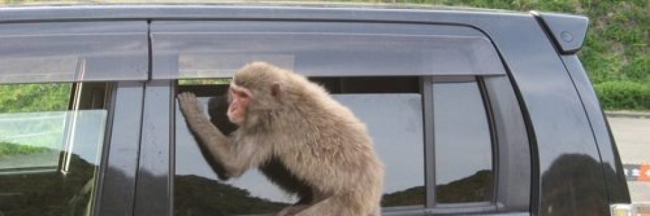 monkey trying to get into a car