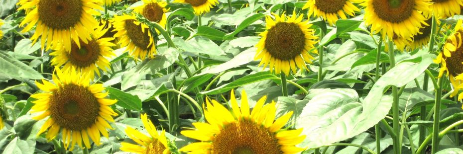 sunflowers in minami izu