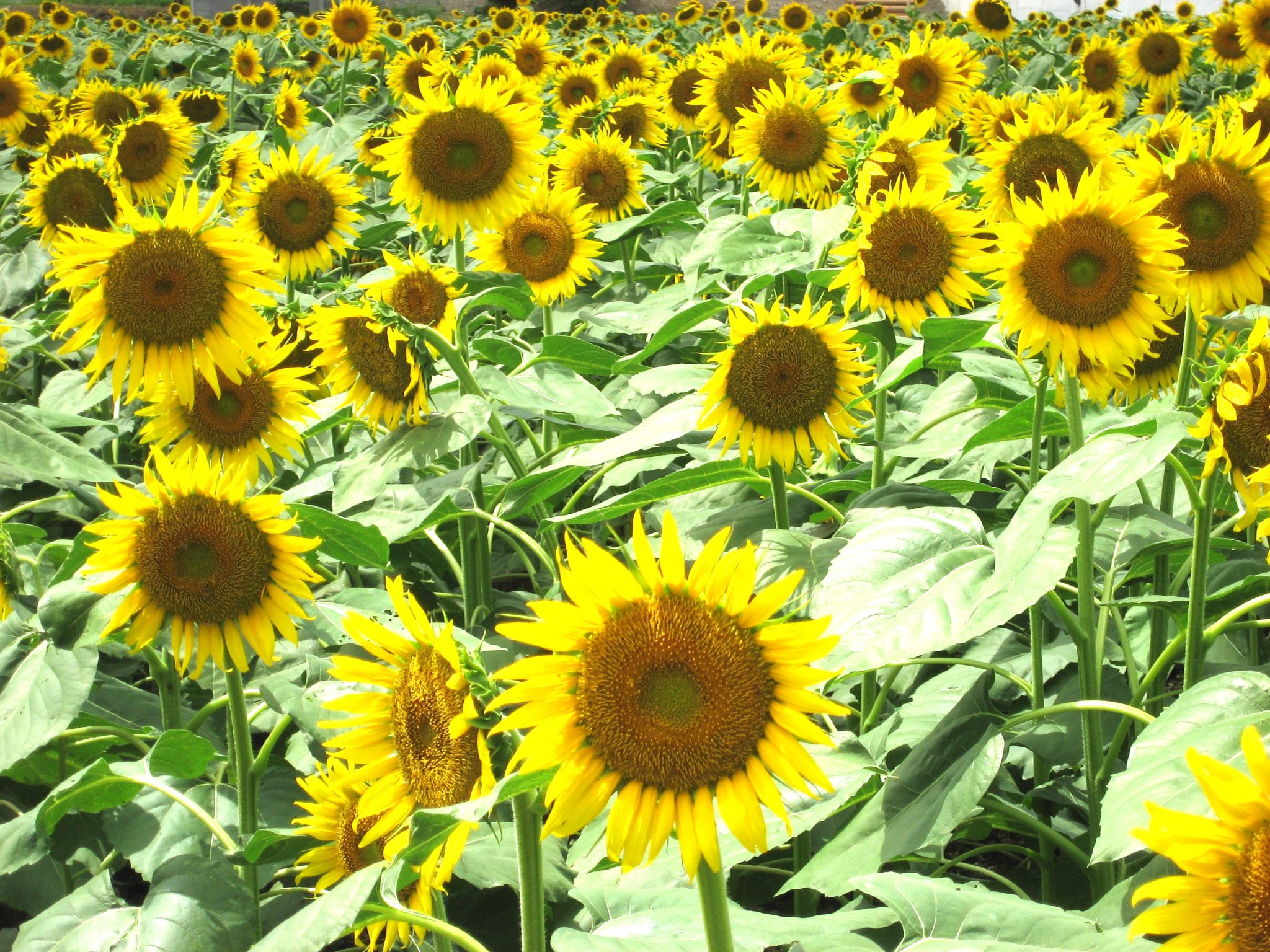 sunflowers in minami izu