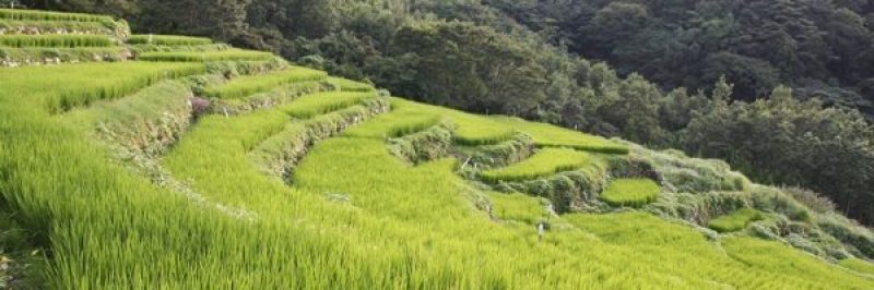 tanada in west izu