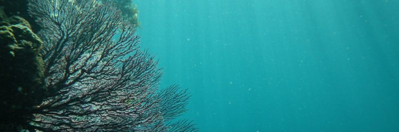 soft coral on hirizo izu